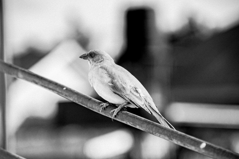 Photograph by Atiko Anthony