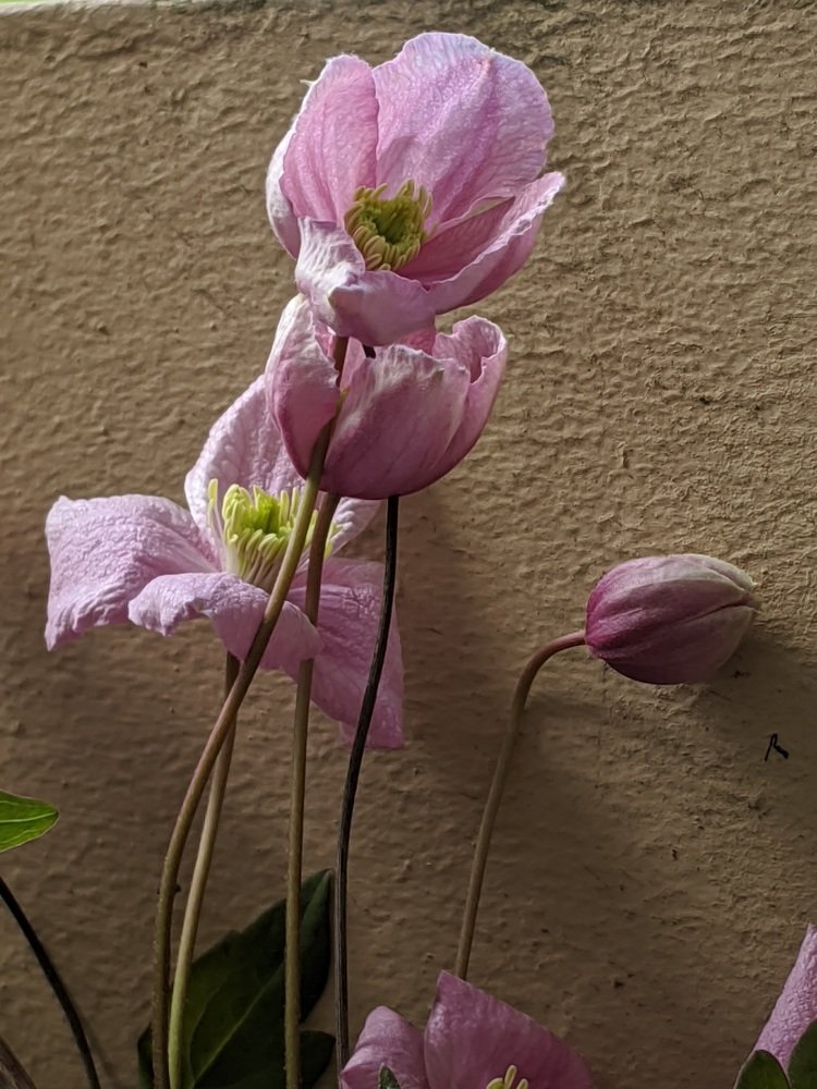 du bourgeon à la splendeur!!!