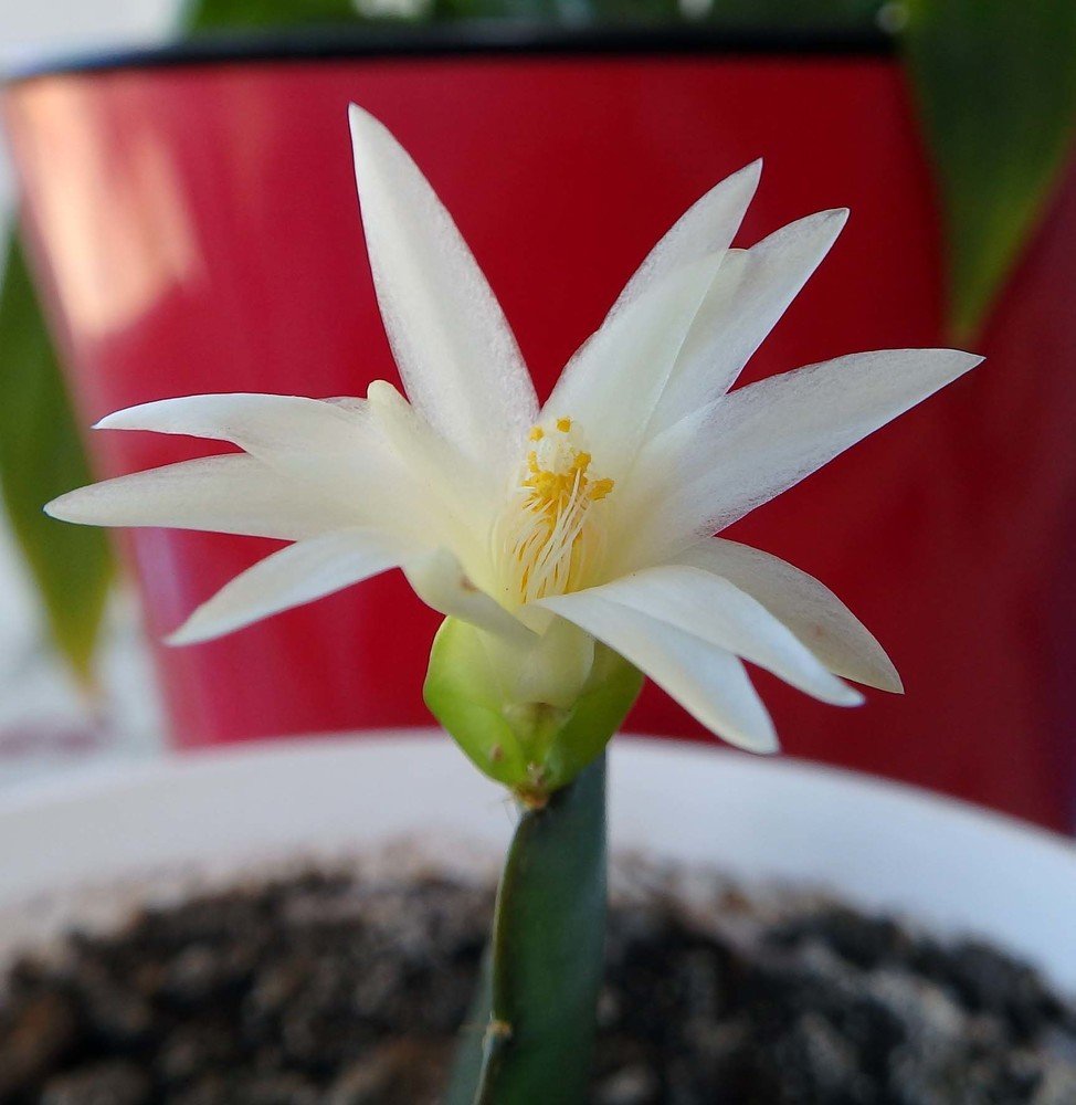 Photo #4937781