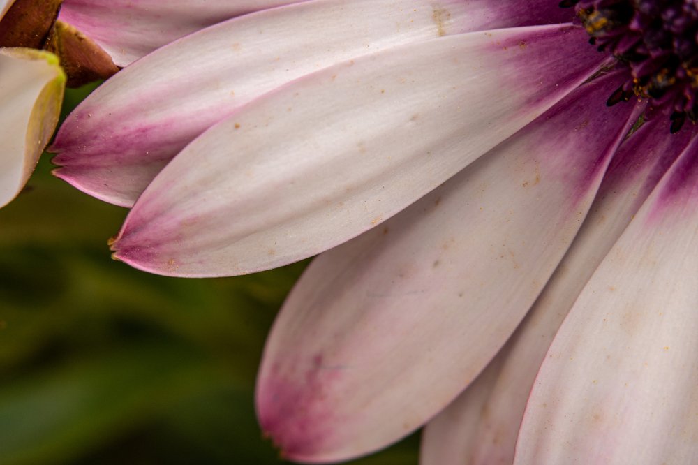 Photograph by Ali Abu Ras