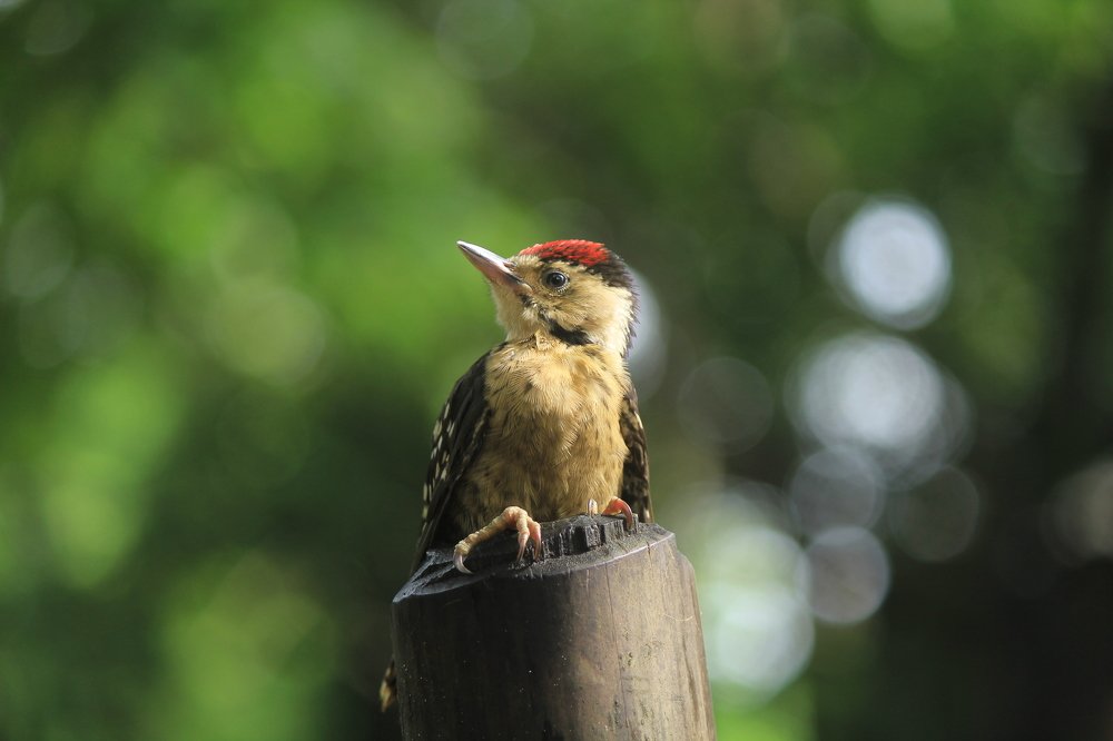 Photograph by Md. Shaiful Haque Sheetal
