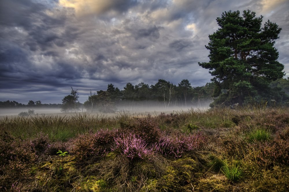 Fog on the heather