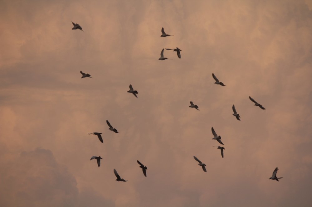 Photograph by Md. Shaiful Haque Sheetal
