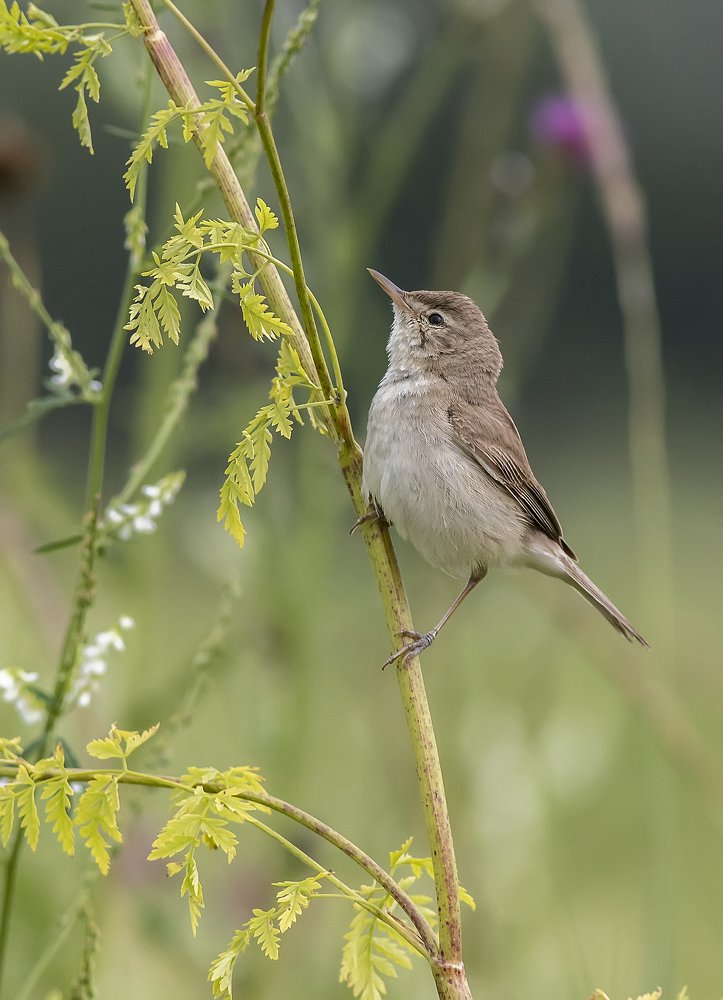 Photograph by Александр Широких