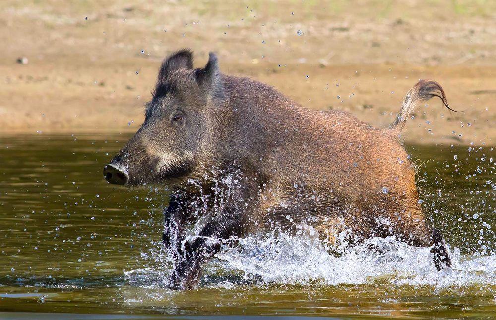 Photograph by Zlatko Borenović