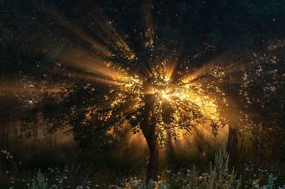 Свет летнего утра