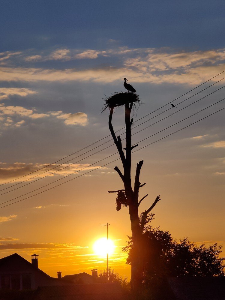 Закат с высоты гнезда аиста