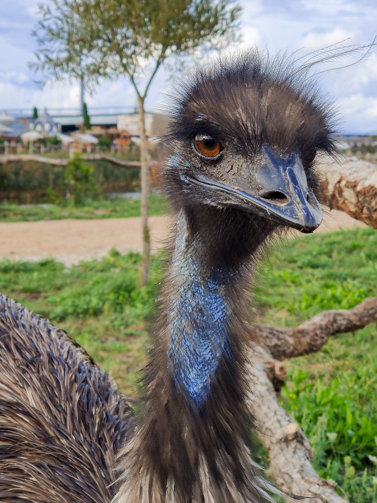Любознательный страус