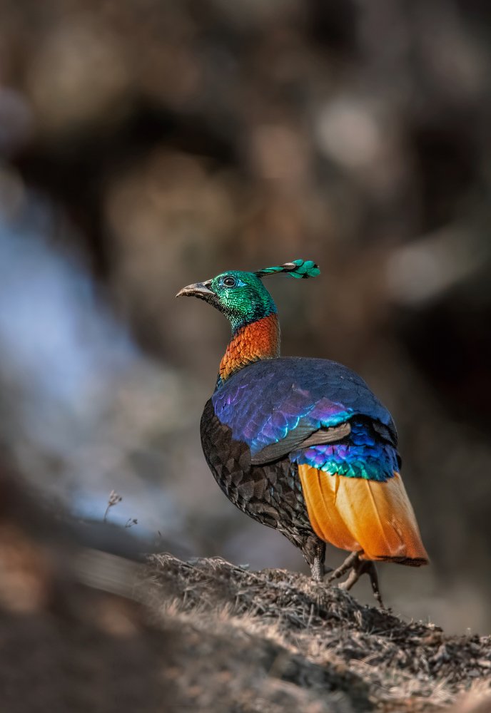 Himalayan Monal