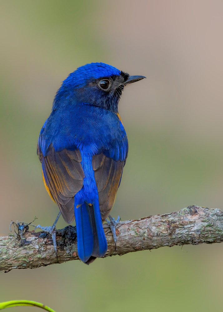 Rufous bellied niltava