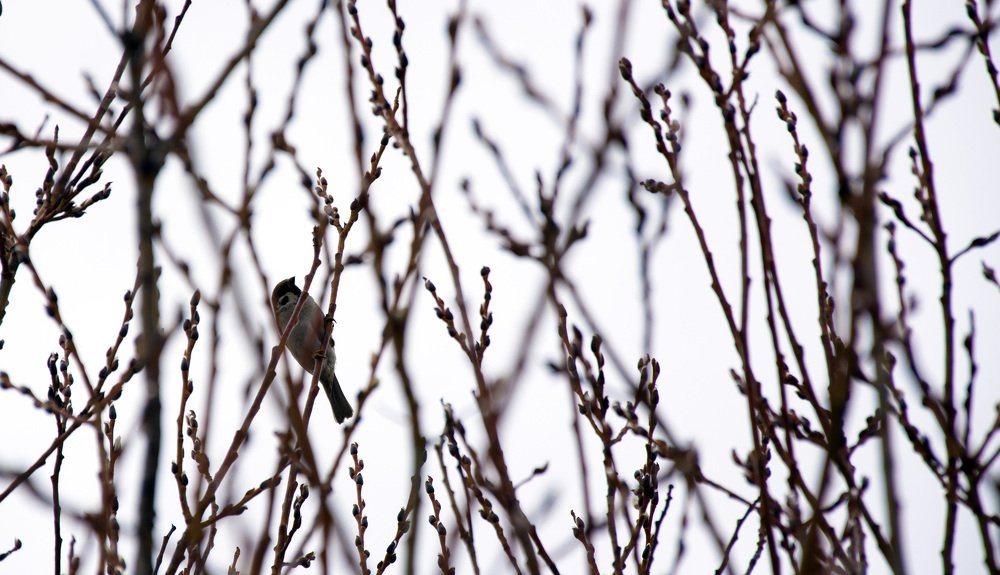 Photograph by Михаил Лавренков