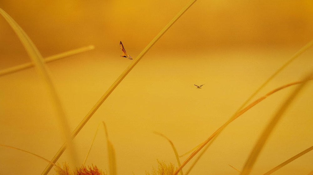 Японский минимализм . Абстракция . Птицы сквозь траву