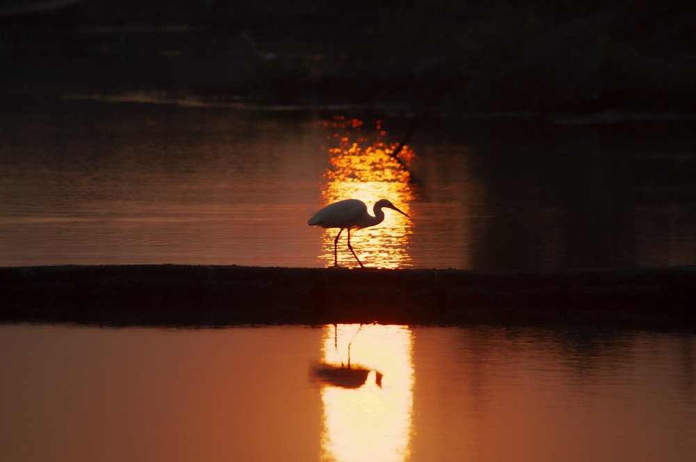Heron walking in shallow water in sunset light.