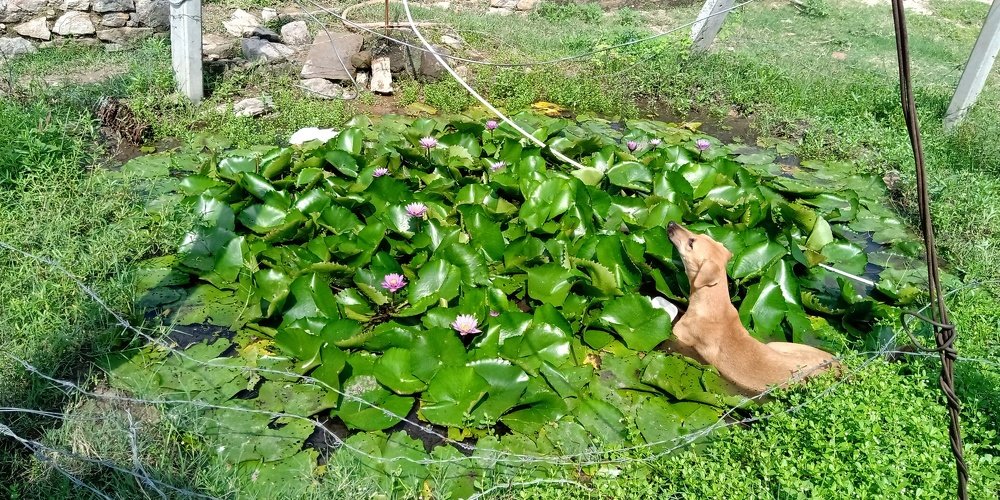 Photo #4938591