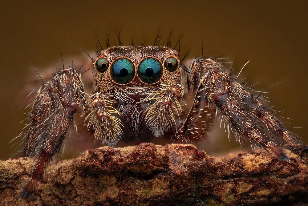 Photograph by Su Vun Lee