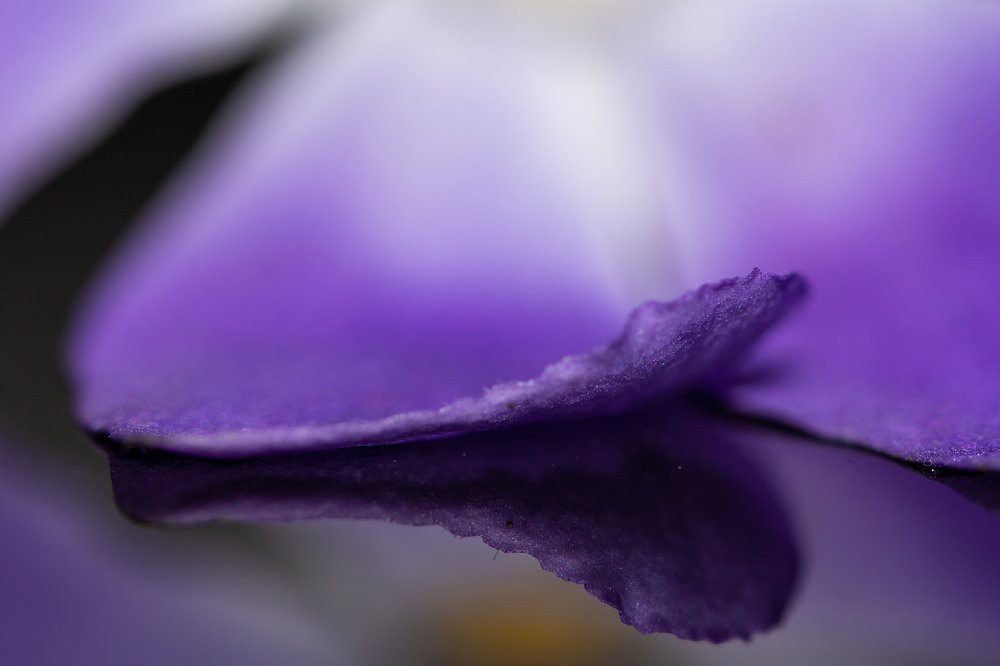 Photograph by Petro Hartman