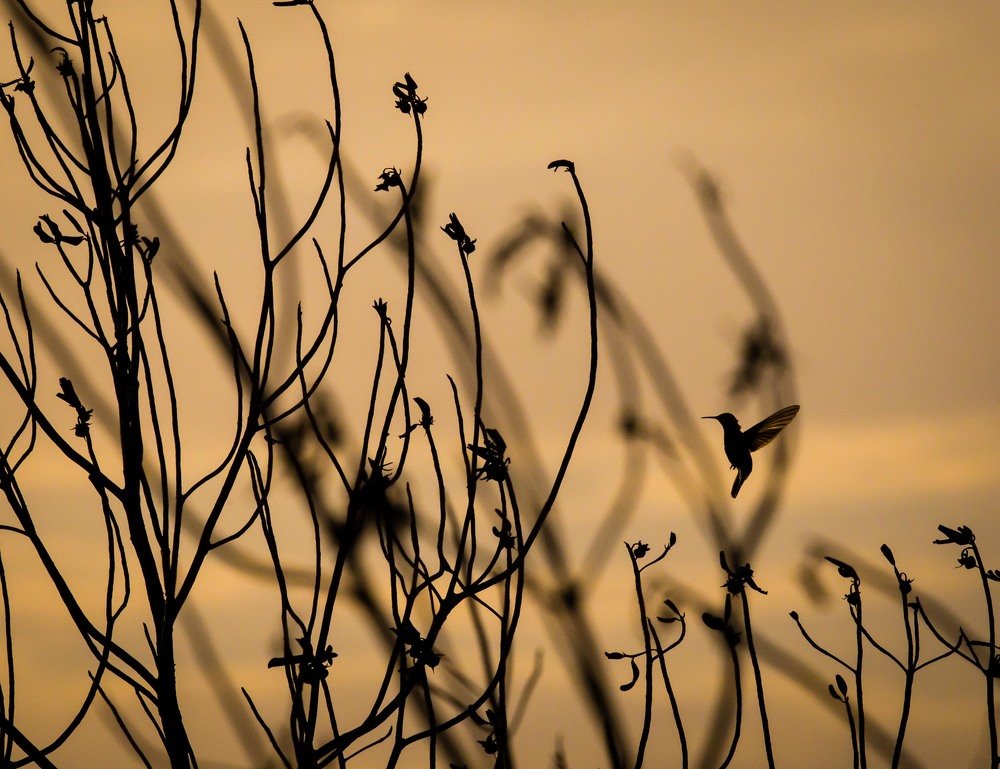 Photograph by Humberto Tan