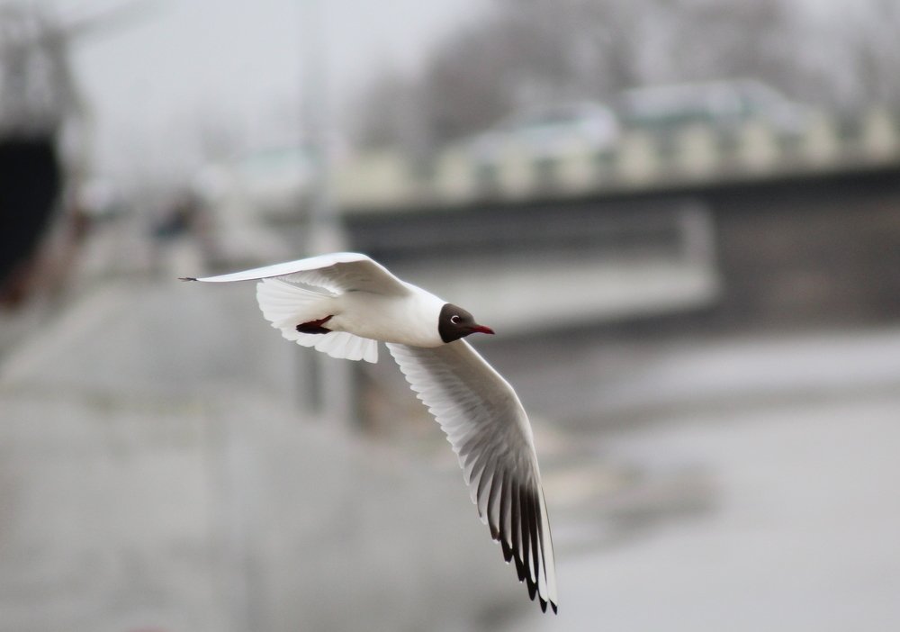 Photograph by Игорь Санюк