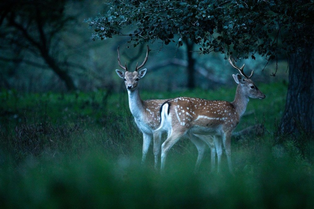 Two deer