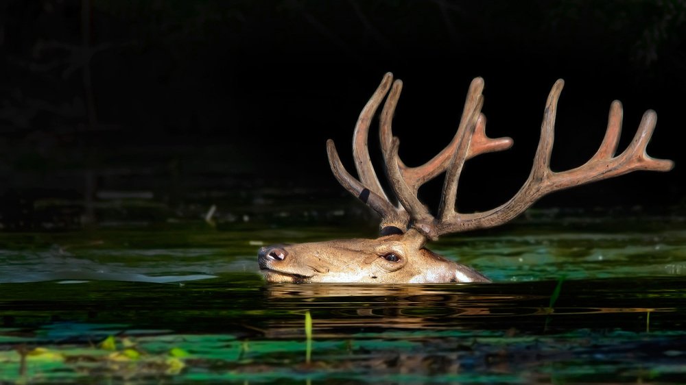 Photograph by Zlatko Borenović