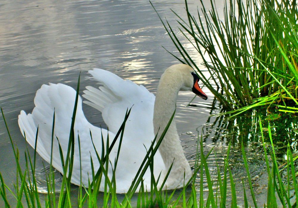 Photograph by Светлана Карпенко