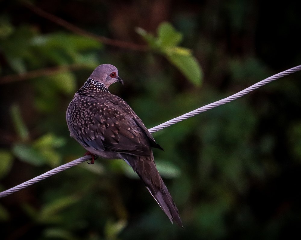 Wildlife