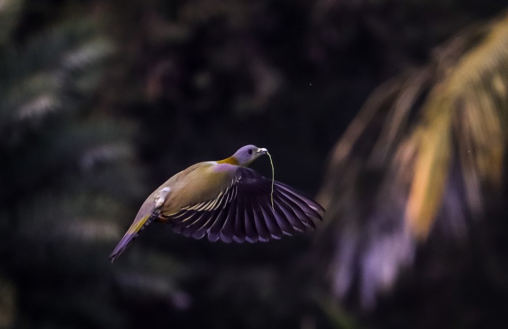 Photograph by Biswajit Bhattacharjee