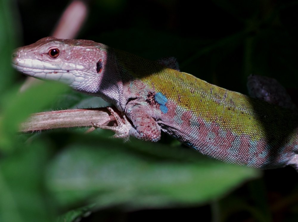 Фотография автора Maurizio Ruggiero