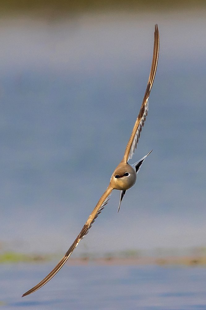 Photograph by Mousam Ray