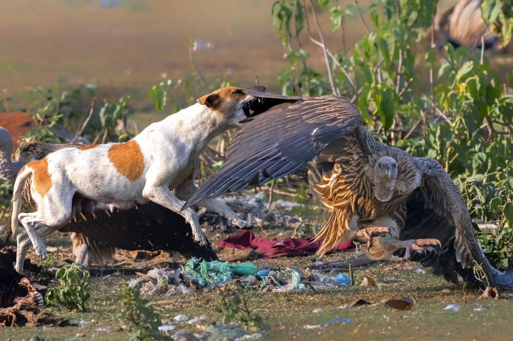 Photograph by Mousam Ray