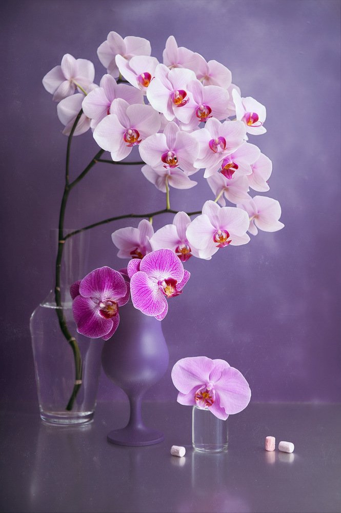 Photograph by Людмила Ефремова