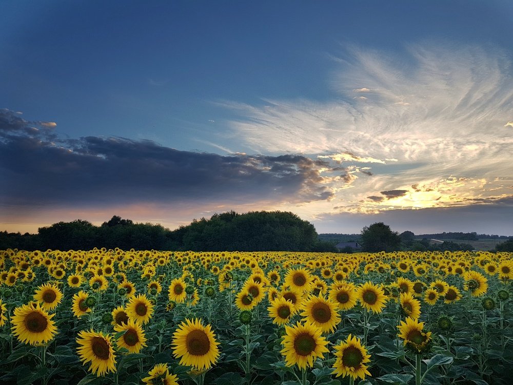 Photograph by Ольга Пумочка-13