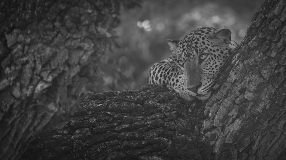 The Prince of Jamburagala