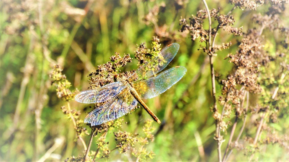 Photograph by Александра Семенихина