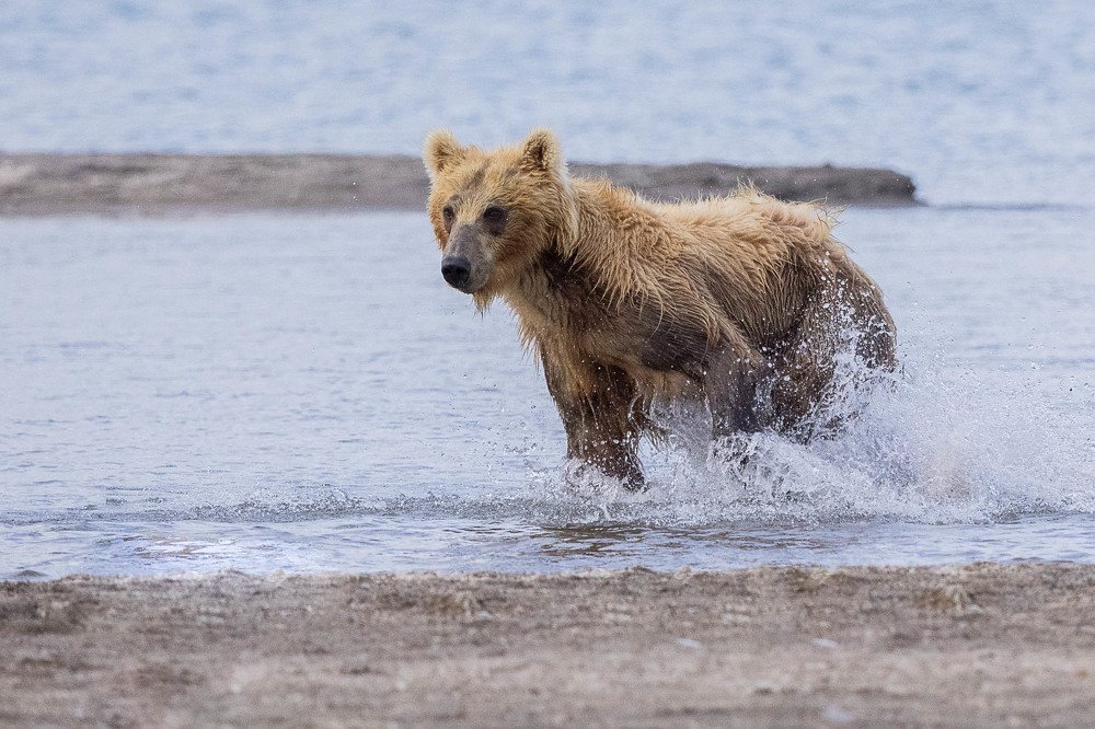 Рыбалка на Курильском озере