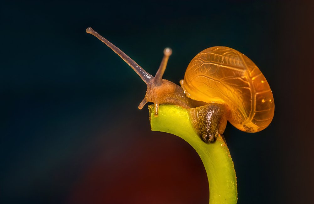 Snail in Macro shot..