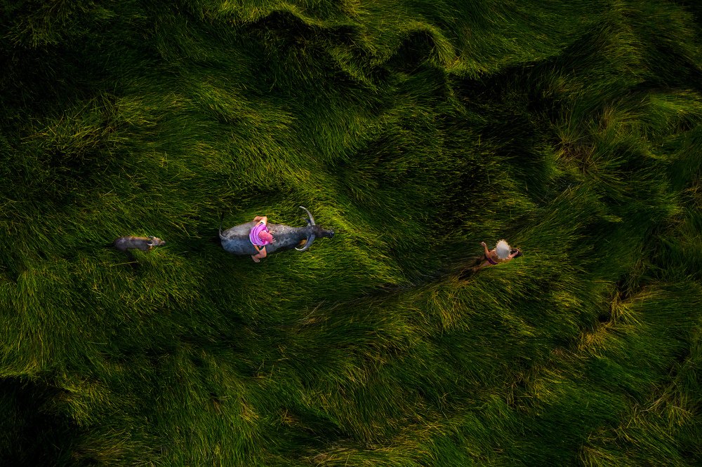 Chiều về trên đồng cỏ năng