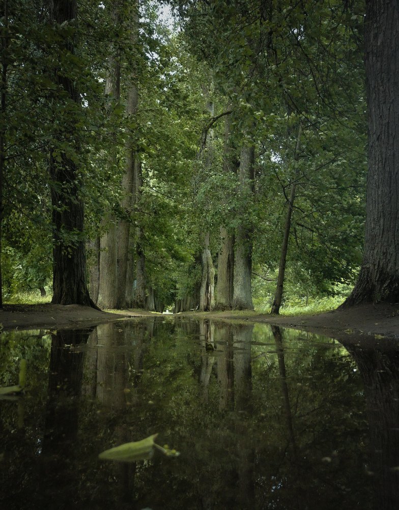 Красота вековых лип.