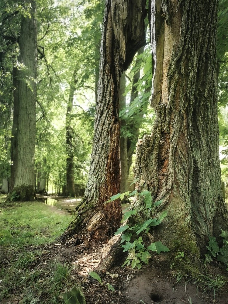 Портал в прошлое.