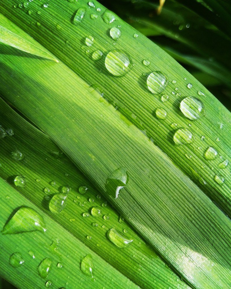 После дождя