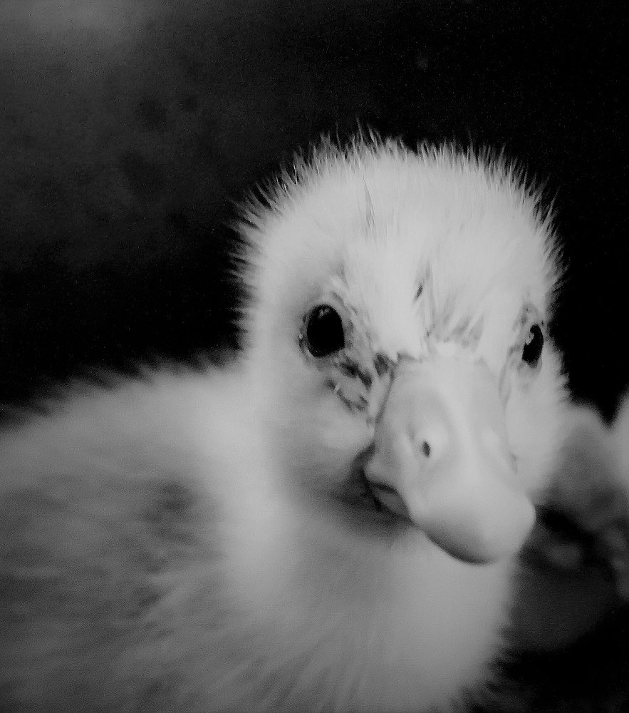 Photograph by Wynand Carelse