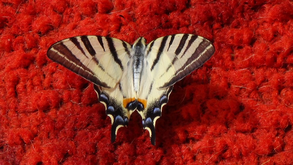 Photograph by Оксана Джураева