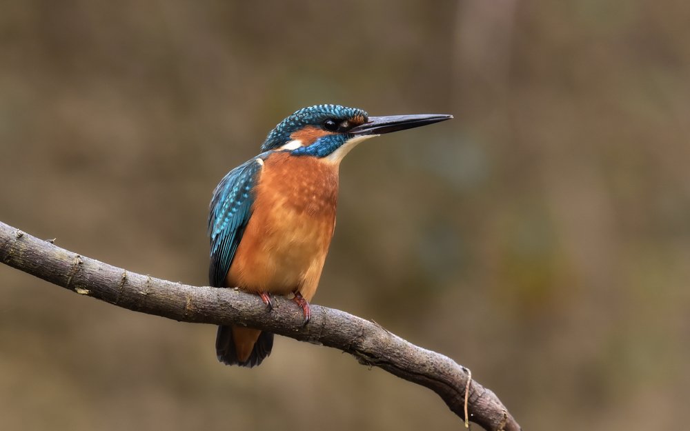 Настороженность...