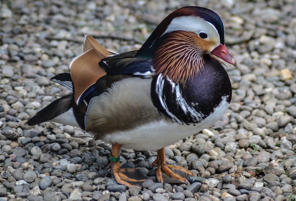 Photograph by Szilveszter Zoltan