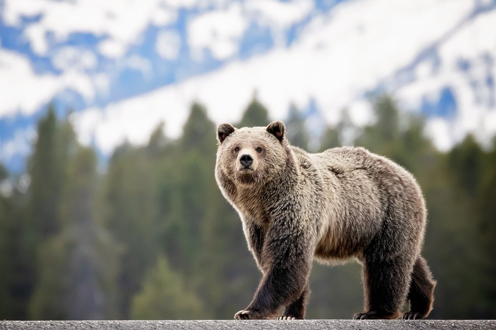 Photograph by Packy / Greek Mountain Man Savvenas