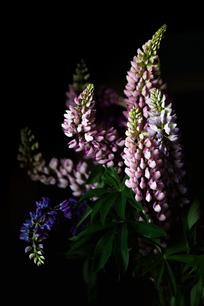 Photograph by Larisa Cekanaviсa