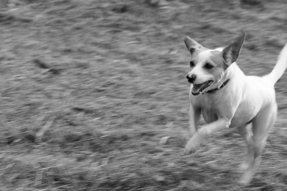 Photograph by Tatiana Barthem