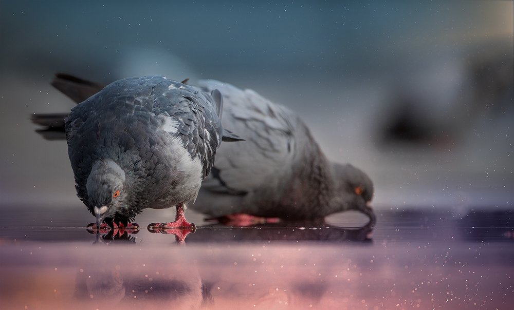 Фотография автора Михайло Павленко