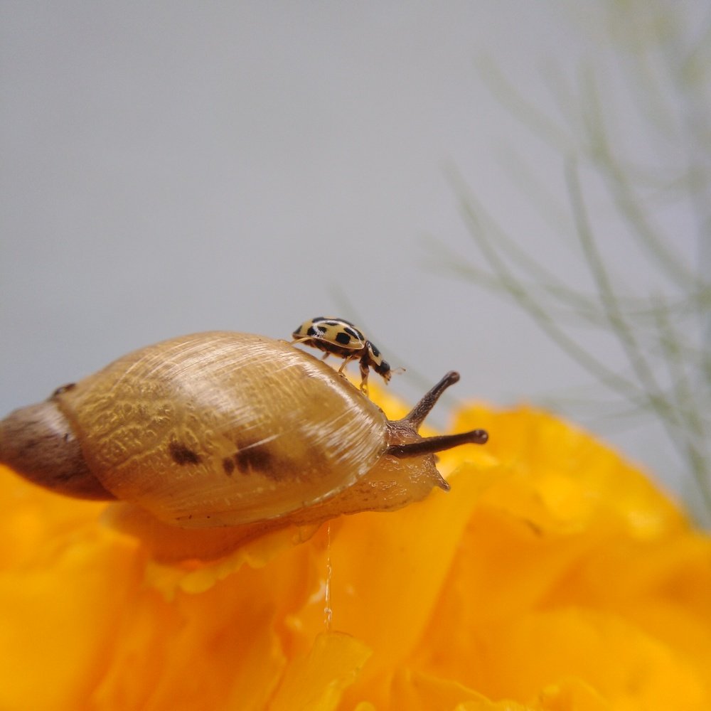 Эх, прокачусь!