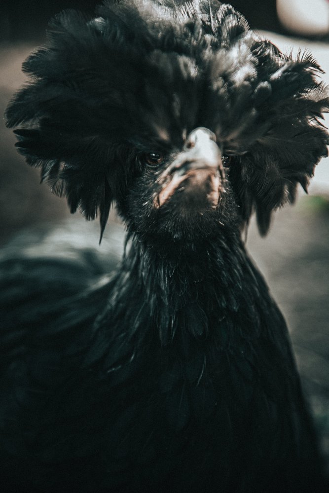 Photograph by Holden Perpelitz